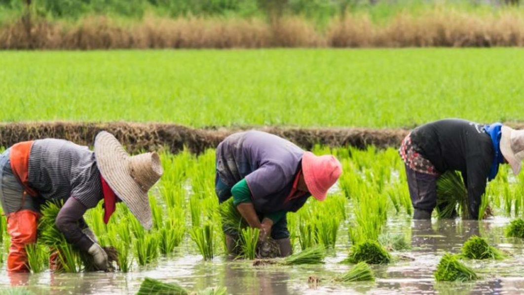 Gwamnatin jihar Anambra ta bayyana cewa tana kokarin bunƙasa noma ta hanyar sarrafa amfanin gona