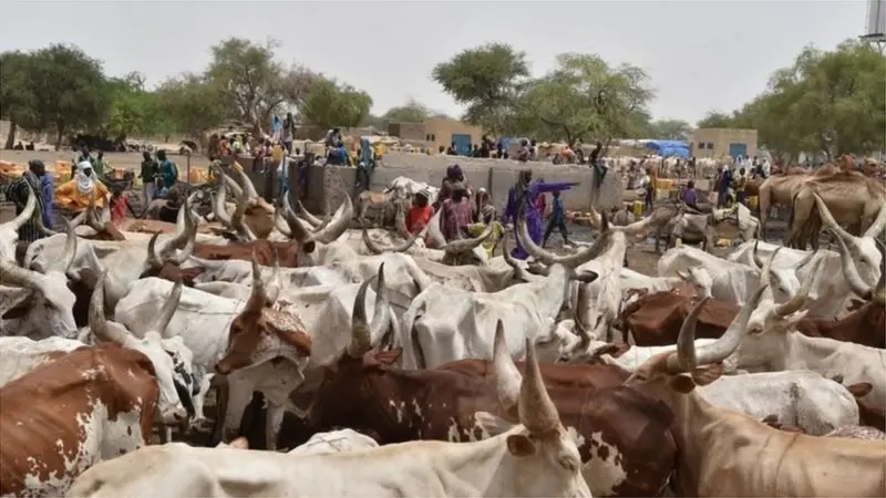 Rundunar ‘Yan Sandan Jihar Filato ta cafke wasu mutane shida bisa zargin satar shanu